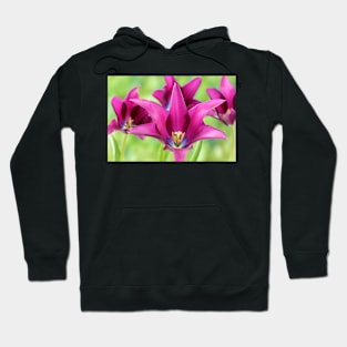 Tulipa  &#39;Burgundy&#39;   Lily-flowered Tulip Hoodie